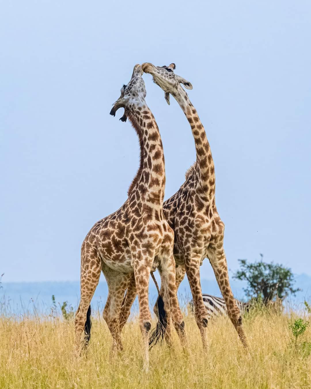 Giraffes