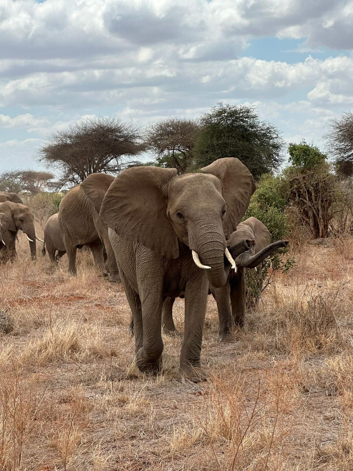 Tsavo, Taita, Amboseli Safari