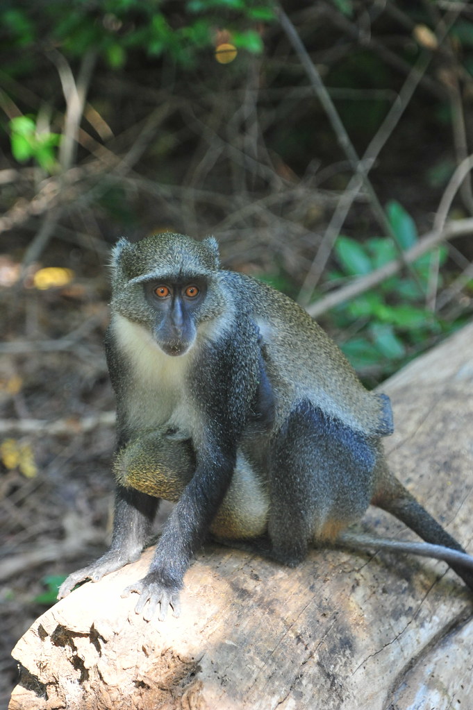 Tsavo, Taita, Amboseli Safari
